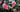 PLANT OF THE MONTH: Camellia