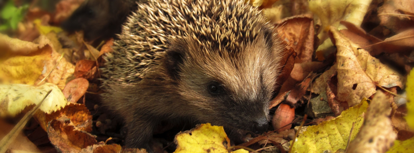 Garden Checklist for Autumn