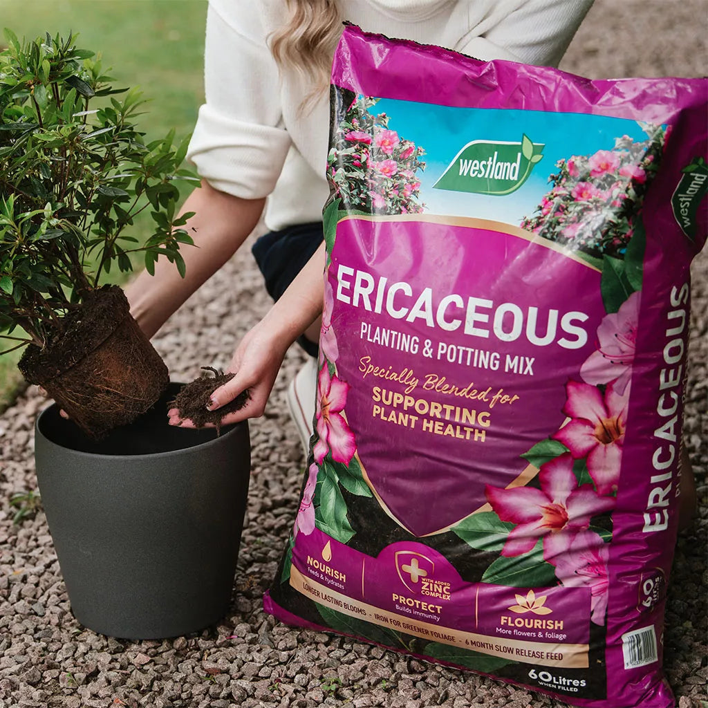 Westland Ericaceous Compost 25L