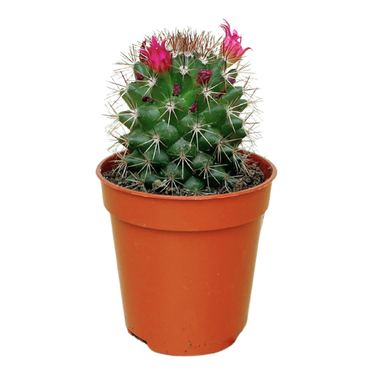Van Esch - Cactus 'Bloeiende Mix' - Pot Size - 5.5cm