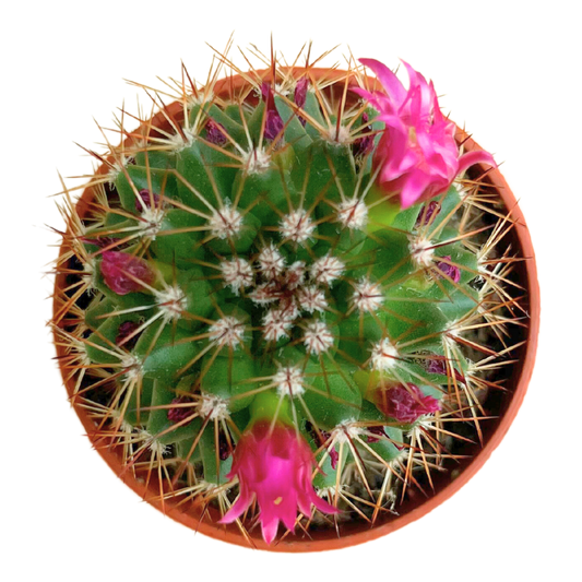 Van Esch - Cactus 'Bloeiende Mix' - Pot Size - 5.5cm