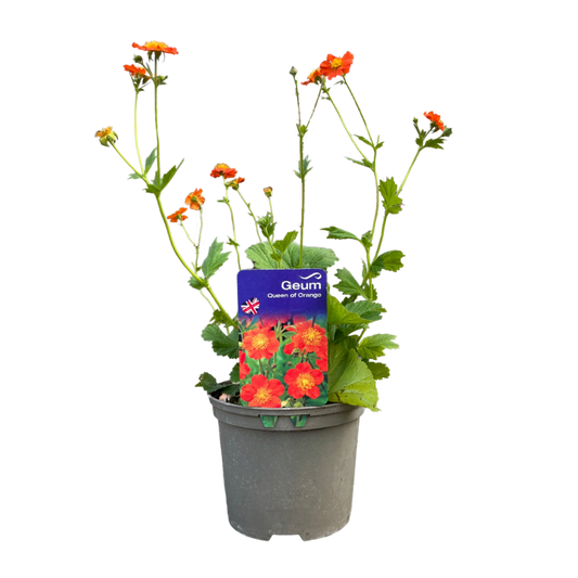 Pacific - Geum Coccineum Queen Of Orange - Herbaceous - Pot Size 2L
