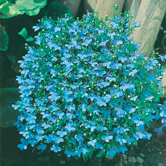 Mr Fothergill's Lobelia Cambridge Blue Flower Seeds