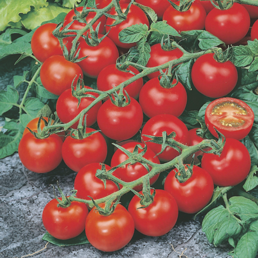 Mr Fothergill's Tomato Red Cherry Seeds
