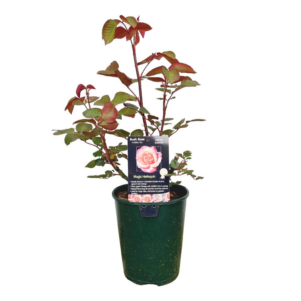 Magic Harlequin Premium Rose Bush