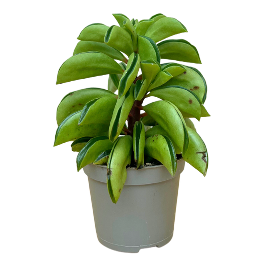 Peperomia Fire Sparks