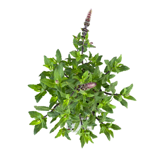 Salvia Caradonna