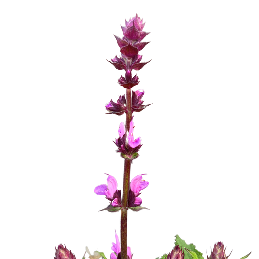 Salvia Rose Marvel