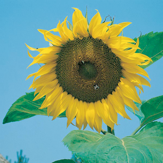 Mr Fothergill's Sunflower Giant Single Flower Seeds
