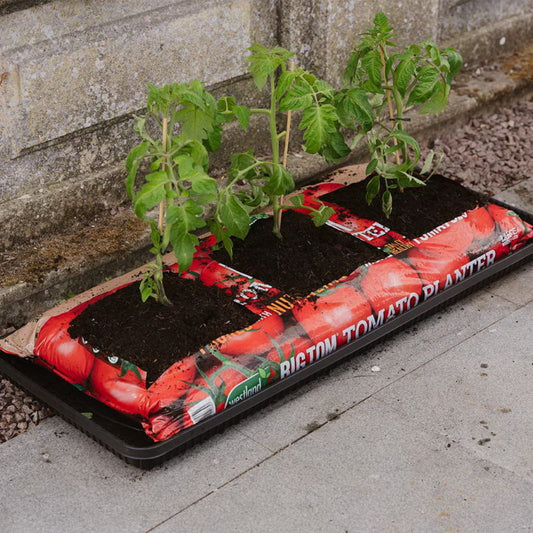 Westland 'Big Tom' Tomato Planter (2 for £14)