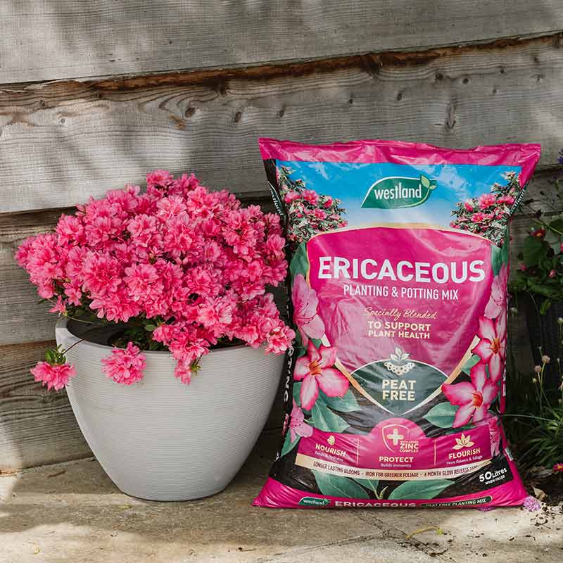 Westland Ericaceous Planting & Potting Mix 50L (2 for £14)