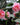 PLANT OF THE MONTH: Camellia