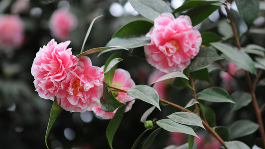 PLANT OF THE MONTH: Camellia
