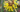 PLANT OF THE MONTH: Hamamelis 'Witch Hazel'