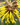PLANT OF THE MONTH: Hamamelis 'Witch Hazel'