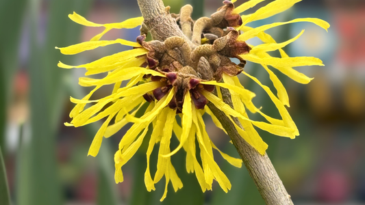 PLANT OF THE MONTH: Hamamelis 'Witch Hazel'