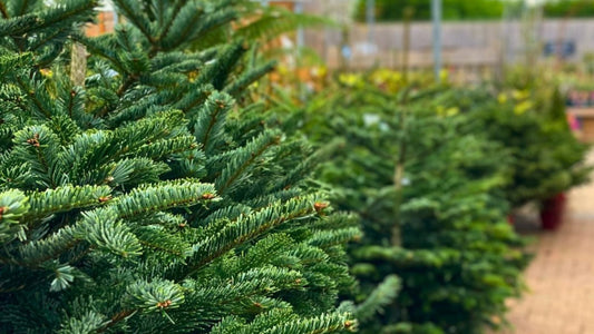 Caring For Your Fresh Cut Christmas Tree