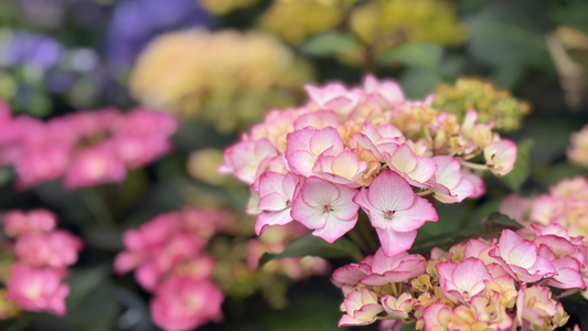 PLANT OF THE MONTH: Hydrangea