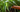 How To Water Houseplants