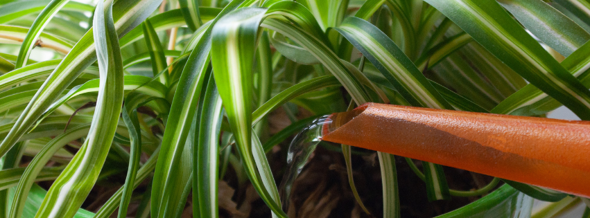 How To Water Houseplants