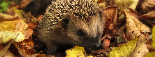 Garden Checklist for Autumn