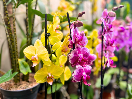 The Mental and Physical Benefits of Houseplants