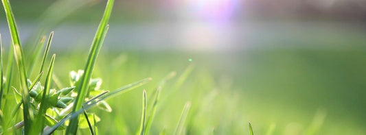 Lawn Maintenance This September