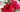 The Mystery of the Poinsettia...
