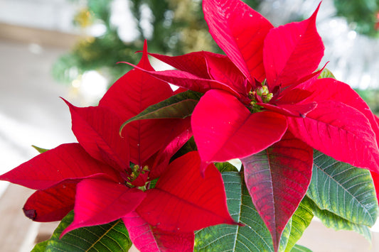 The Mystery of the Poinsettia...