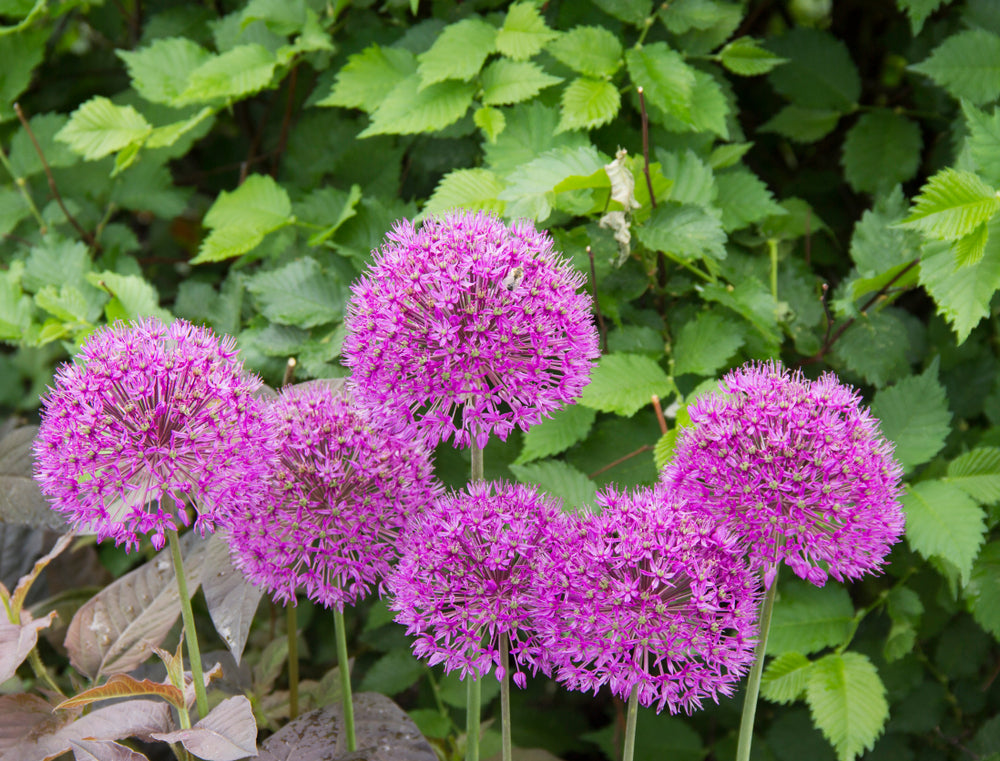 Beautiful Bulbs for Late Season Planting