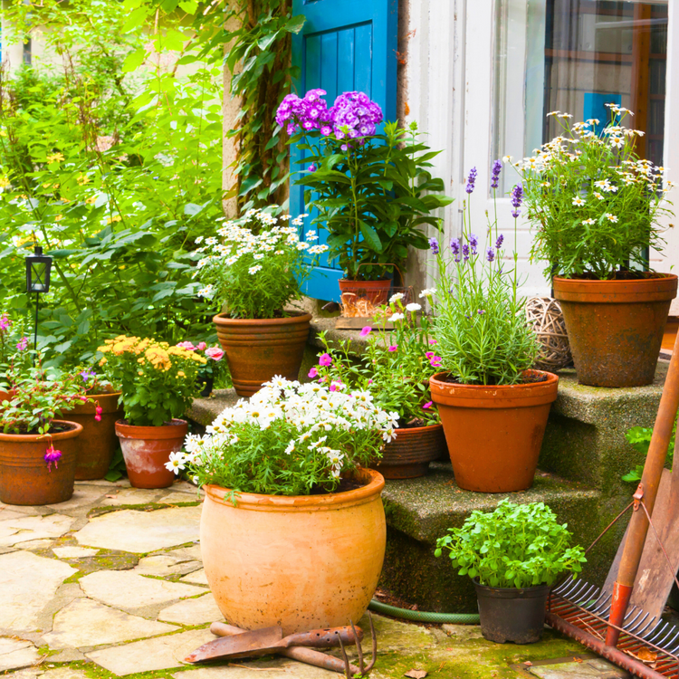 Plants & Garden