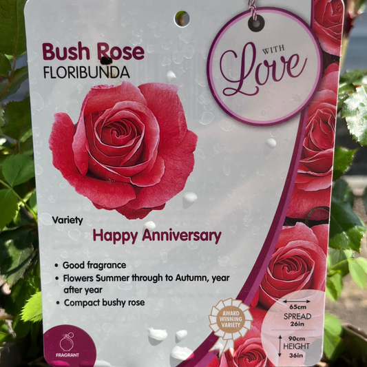 Happy Anniversary Rose Bush Pot Wrap