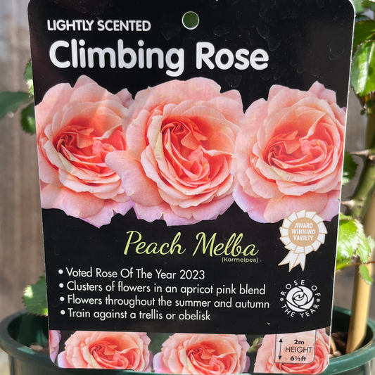 Peach Melba Premium Climbing Rose