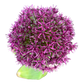 Allium Ostara Herbaceous