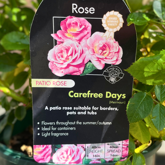 Carefree Days Patio Rose