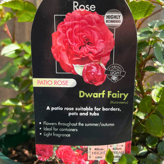 Dwarf Fairy Patio Rose Plant