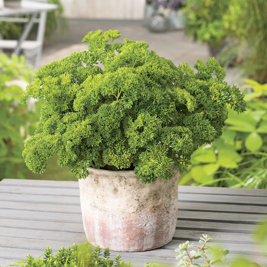 Mr Fothergill's - Parsley Moss Curled 2 Herb Seeds