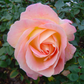 Magic Harlequin Premium Rose Bush