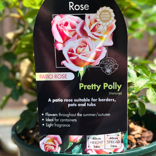 Pretty Polly Patio Rose