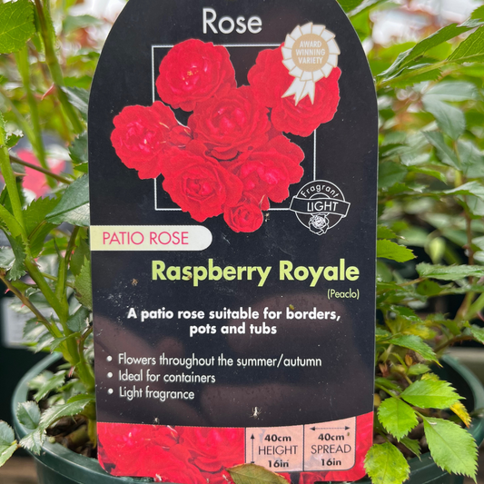 Whartons - Raspberry Royale Raspberry Pink - Patio 3L
