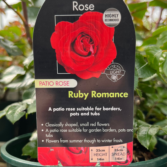Ruby Romance Patio Rose